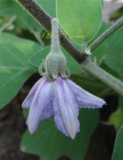  Flower